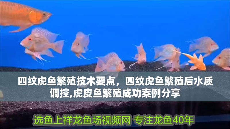 四紋虎魚繁殖技術要點，四紋虎魚繁殖后水質調控,虎皮魚繁殖成功案例分享