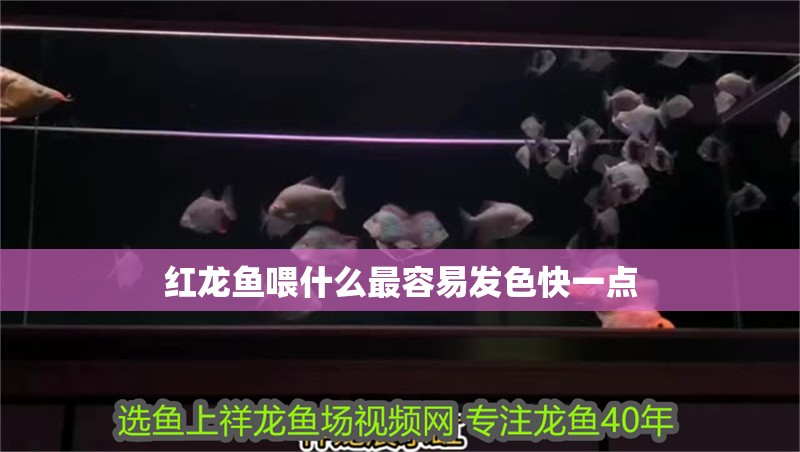 紅龍魚喂什么最容易發色快一點