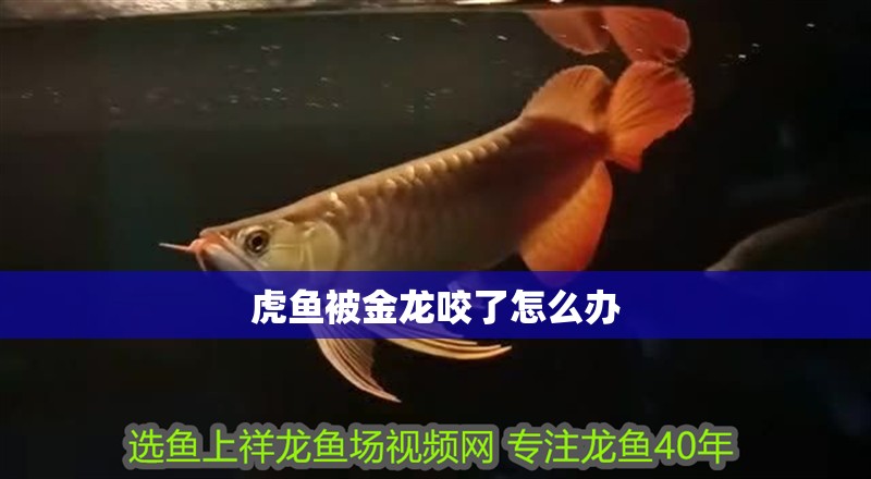虎魚被金龍咬了怎么辦