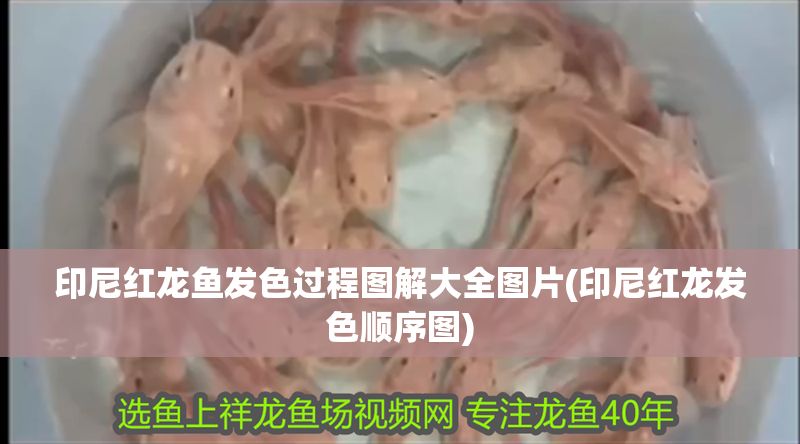 印尼紅龍魚發(fā)色過(guò)程圖解大全圖片(印尼紅龍發(fā)色順序圖)