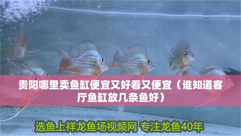 貴陽哪里賣魚缸便宜又好看又便宜（誰知道客廳魚缸放幾條魚好）