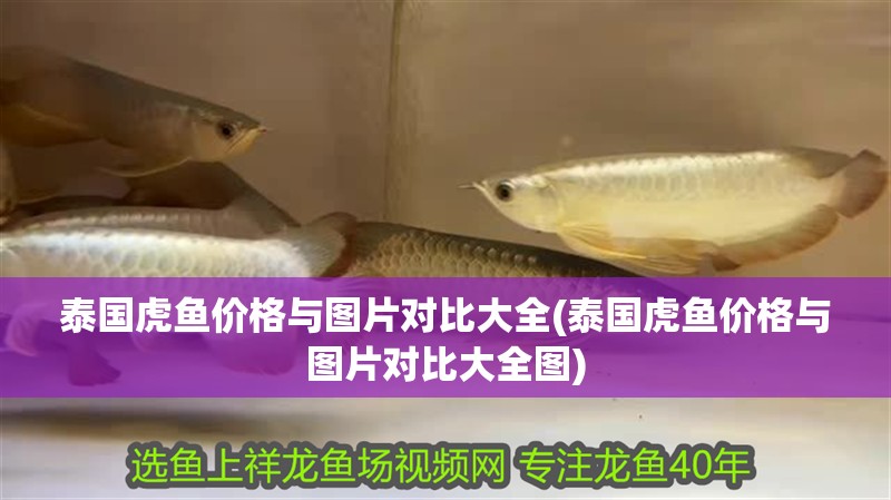 泰國虎魚價格與圖片對比大全(泰國虎魚價格與圖片對比大全圖)