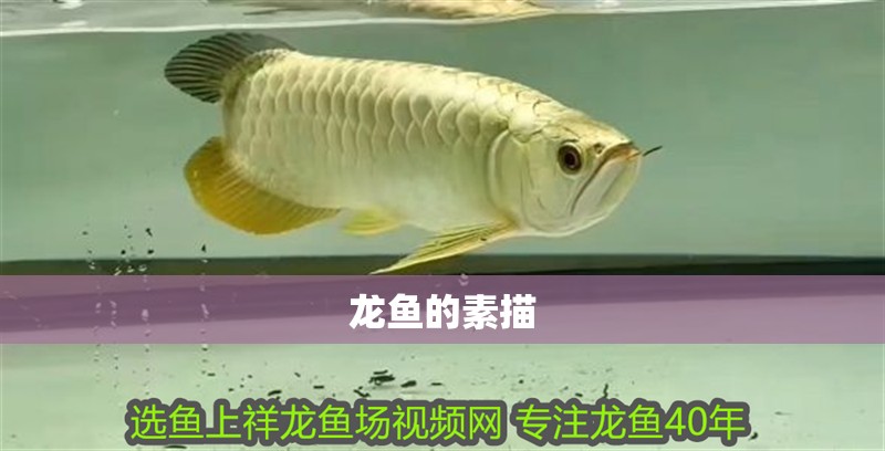 龍魚的素描