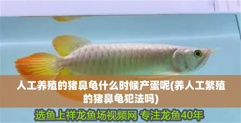 人工養殖的豬鼻龜什么時候產蛋呢(養人工繁殖的豬鼻龜犯法嗎)