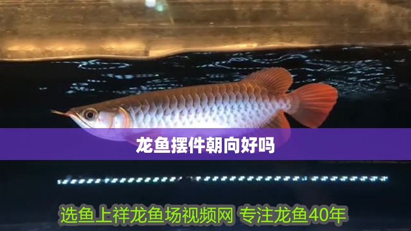 龍魚(yú)擺件朝向好嗎