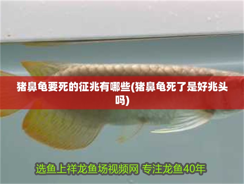 豬鼻龜要死的征兆有哪些(豬鼻龜死了是好兆頭嗎)