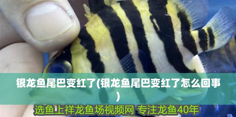 銀龍魚尾巴變紅了(銀龍魚尾巴變紅了怎么回事)