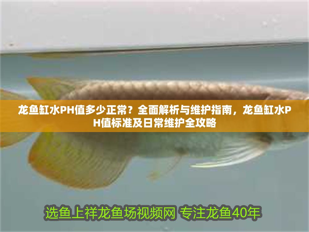 詳細閱讀:龍魚缸水PH值多少正常?全面解析與維護指南,龍魚缸水PH值標準及日常維護全攻略 龍魚缸水PH值多少正常?全面解析與維護指南,龍魚缸水PH值標準及日常維護全攻略