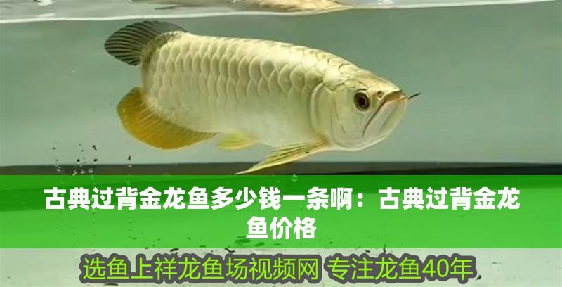 古典過背金龍魚多少錢一條啊：古典過背金龍魚價格