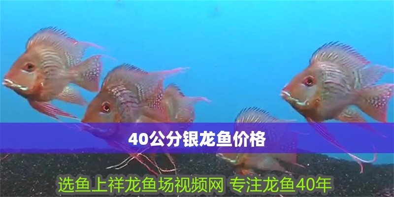 40公分銀龍魚價格