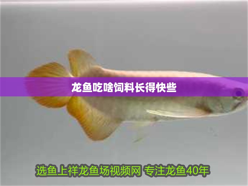 龍魚吃啥飼料長得快些