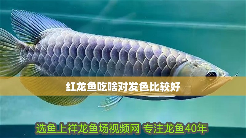 紅龍魚吃啥對發(fā)色比較好