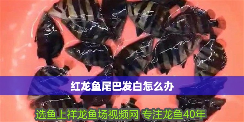 紅龍魚尾巴發白怎么辦