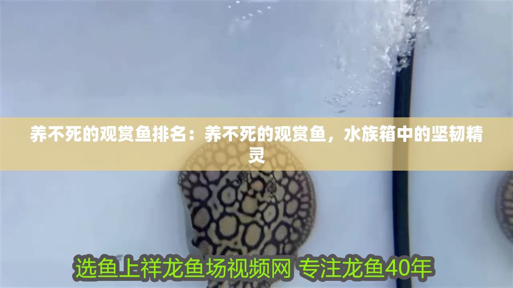養不死的觀賞魚排名：養不死的觀賞魚，水族箱中的堅韌精靈