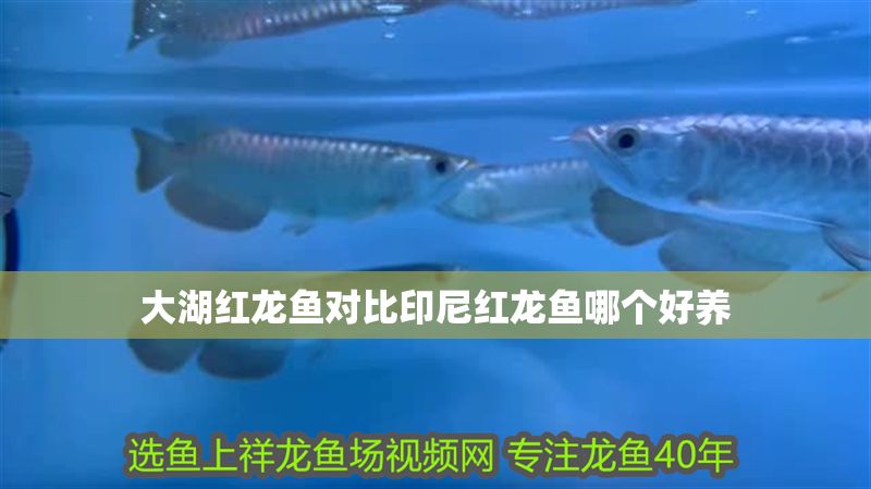 大湖紅龍魚對比印尼紅龍魚哪個好養(yǎng)