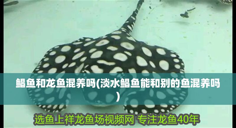 鯧魚和龍魚混養嗎(淡水鯧魚能和別的魚混養嗎) 元寶鳳凰魚百科 第1張 鯧魚和龍魚混養嗎(淡水鯧魚能和別的魚混養嗎) 鯧魚和龍魚混養嗎(淡水鯧魚能和別的魚混養嗎) 元寶鳳凰魚百科 第1張