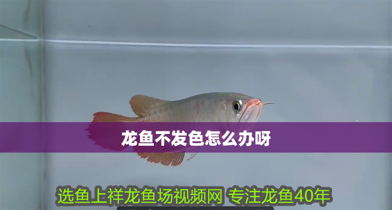 龍魚不發(fā)色怎么辦呀