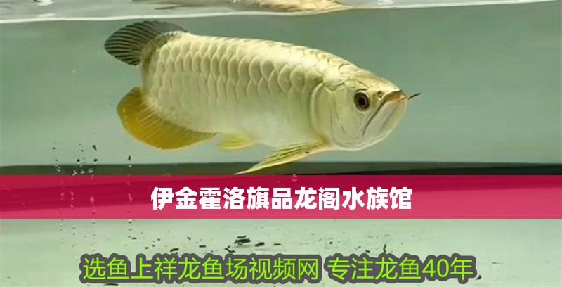 伊金霍洛旗品龍閣水族館