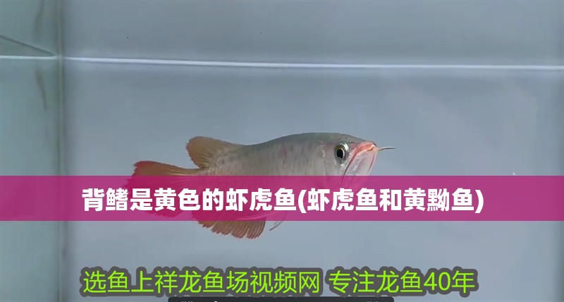 背鰭是黃色的蝦虎魚(蝦虎魚和黃黝魚)