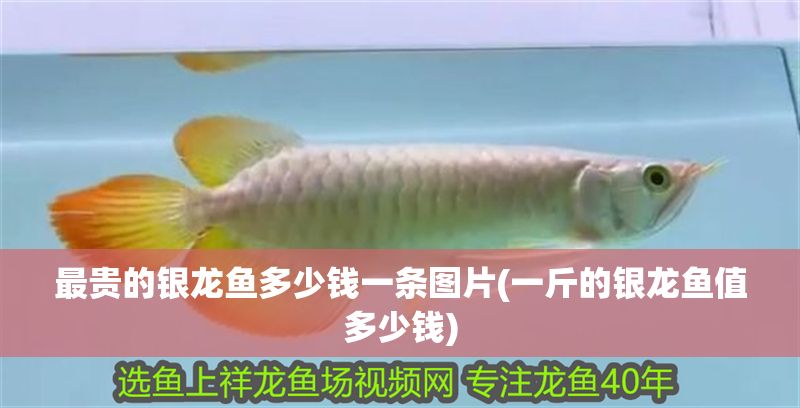 最貴的銀龍魚多少錢一條圖片(一斤的銀龍魚值多少錢)