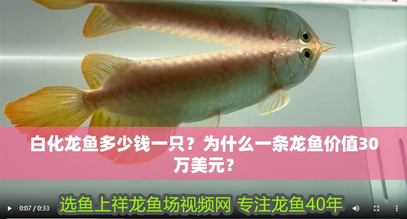 白化龍魚多少錢一只？為什么一條龍魚價值30萬美元？