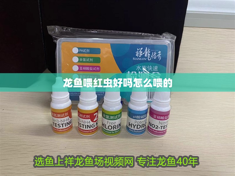 龍魚喂紅蟲好嗎怎么喂的