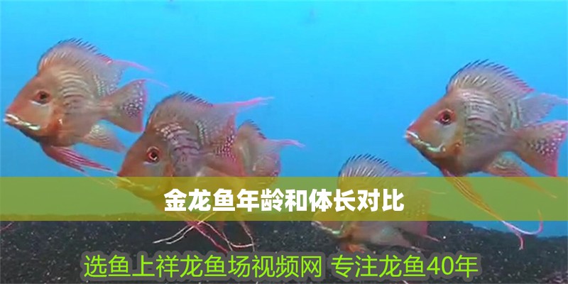 金龍魚年齡和體長對比