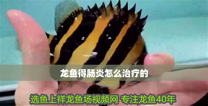 龍魚得腸炎怎么治療的