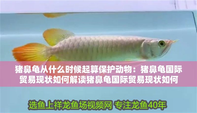 豬鼻龜從什么時候起算保護動物：豬鼻龜國際貿易現狀如何解讀豬鼻龜國際貿易現狀如何
