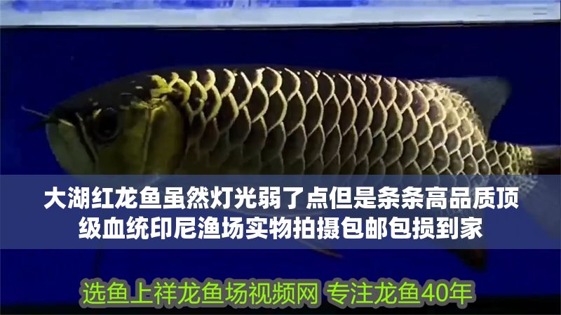 大湖紅龍魚雖然燈光弱了點但是條條高品質頂級血統印尼漁場實物拍攝包郵包損到家