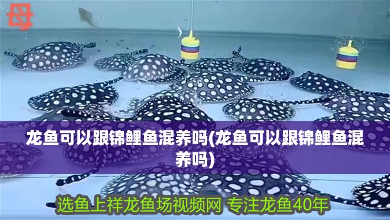 龍魚可以跟錦鯉魚混養嗎(龍魚可以跟錦鯉魚混養嗎)