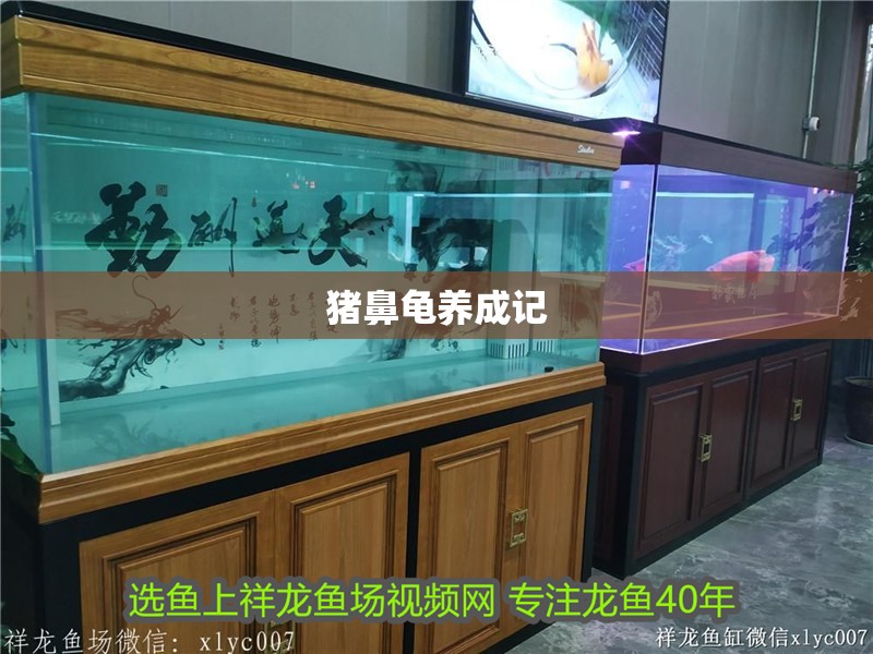 豬鼻龜養成記