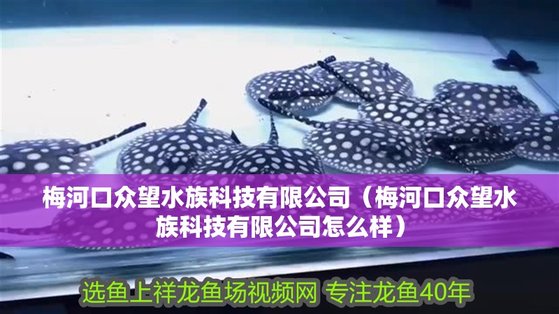 梅河口眾望水族科技有限公司（梅河口眾望水族科技有限公司怎么樣）