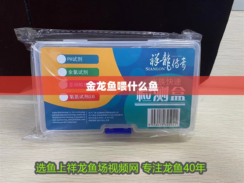 金龍魚喂什么魚