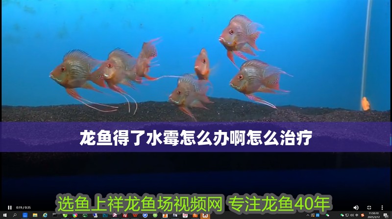 龍魚得了水霉怎么辦啊怎么治療