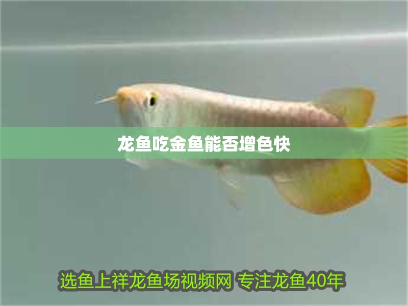 龍魚吃金魚能否增色快
