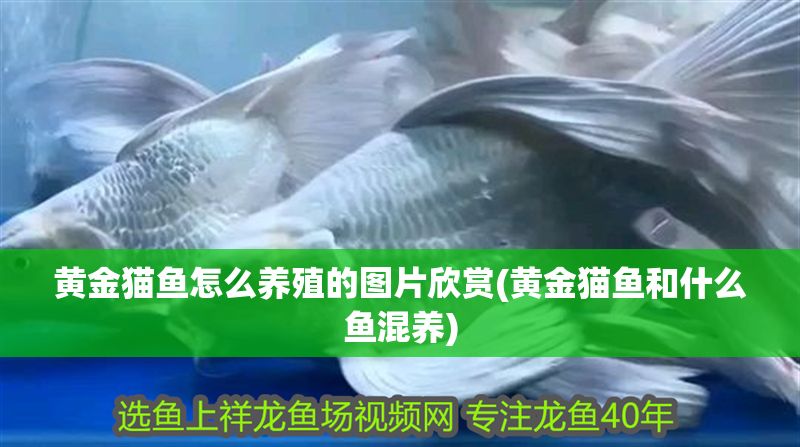 黃金貓魚怎么養(yǎng)殖的圖片欣賞(黃金貓魚和什么魚混養(yǎng)) 黃金貓魚怎么養(yǎng)殖的圖片欣賞(黃金貓魚和什么魚混養(yǎng)) 黃金貓魚百科 第1張