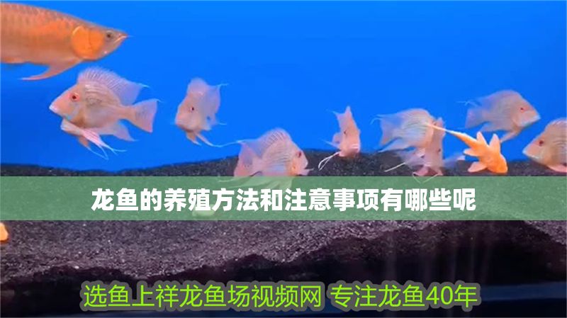 龍魚的養殖方法和注意事項有哪些呢 龍魚的養殖方法和注意事項有哪些呢 龍魚百科 第2張