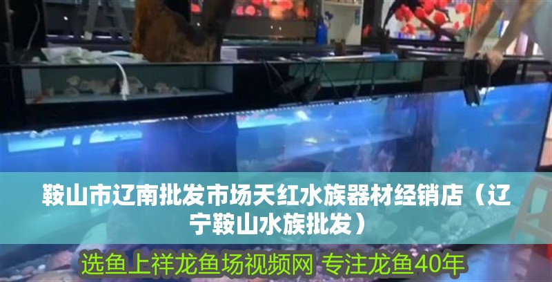 鞍山市遼南批發市場天紅水族器材經銷店（遼寧鞍山水族批發）