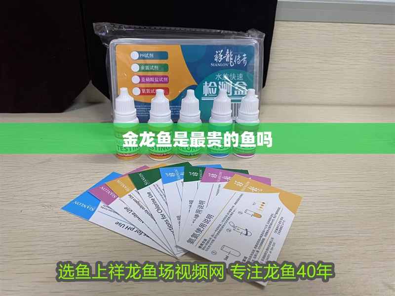 金龍魚是最貴的魚嗎