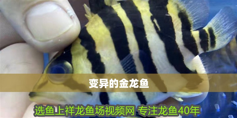 變異的金龍魚