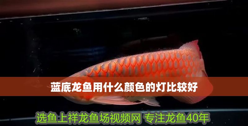 藍(lán)底龍魚用什么顏色的燈比較好