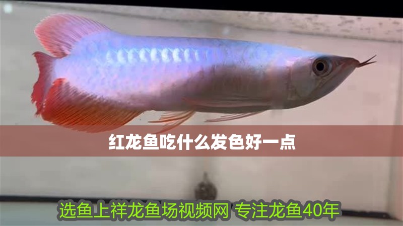 紅龍魚吃什么發(fā)色好一點
