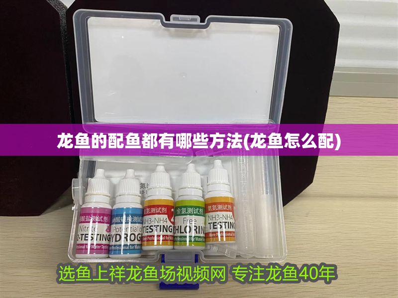 龍魚的配魚都有哪些方法(龍魚怎么配)