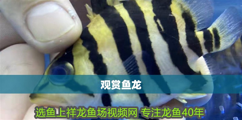 觀賞魚龍 龍魚百科 第2張 觀賞魚龍 觀賞魚龍 龍魚百科 第2張