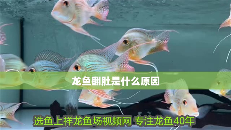 龍魚翻肚是什么原因 龍魚翻肚是什么原因 龍魚百科 第2張