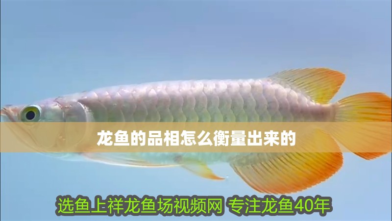 龍魚的品相怎么衡量出來的