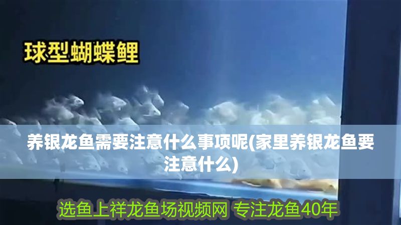 養(yǎng)銀龍魚需要注意什么事項(xiàng)呢(家里養(yǎng)銀龍魚要注意什么)