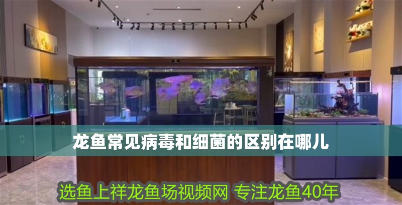龍魚常見病毒和細菌的區別在哪兒