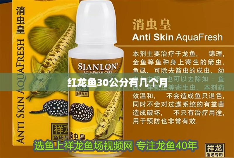紅龍魚30公分有幾個月